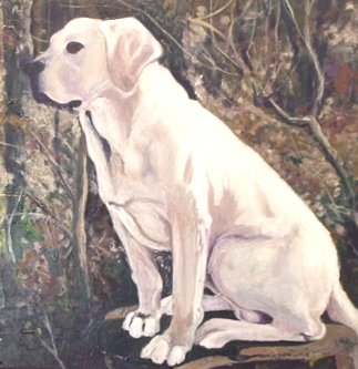 Portrait of a Labrador
